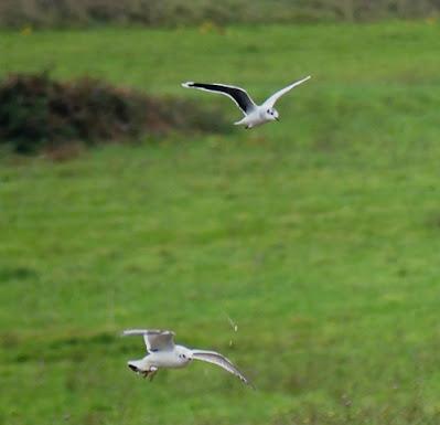 Gaviotas enanas en los prados Gaviotas enanas en los prados