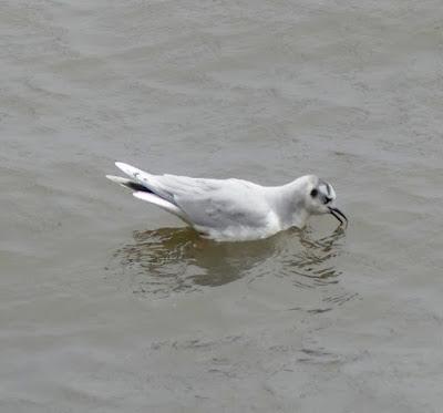 Gaviotas enanas en los prados Gaviotas enanas en los prados