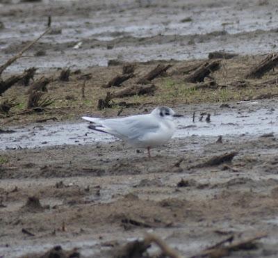 Gaviotas enanas en los prados Gaviotas enanas en los prados