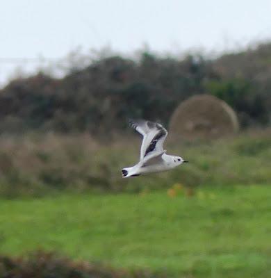 Gaviotas enanas en los prados Gaviotas enanas en los prados