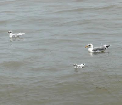 Gaviotas enanas en los prados Gaviotas enanas en los prados