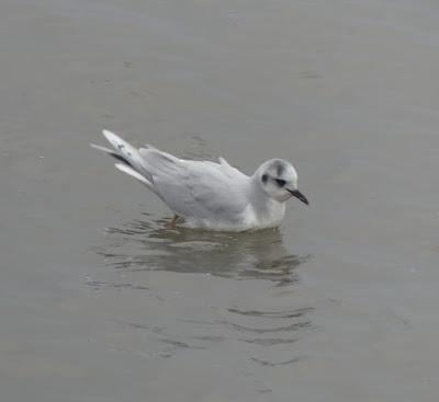 Gaviotas enanas en los prados Gaviotas enanas en los prados
