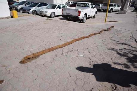 Raíces obstruían paso de agua potable, Interapas las retira