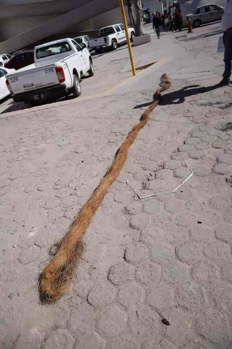 Raíces obstruían paso de agua potable, Interapas las retira