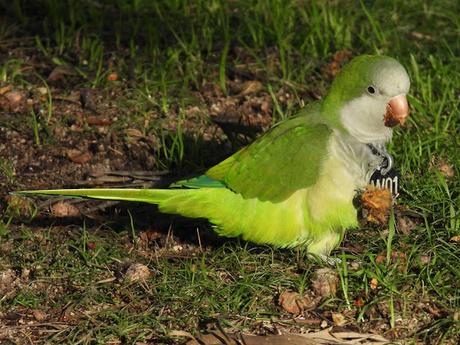 Cotorras argentina con medalla