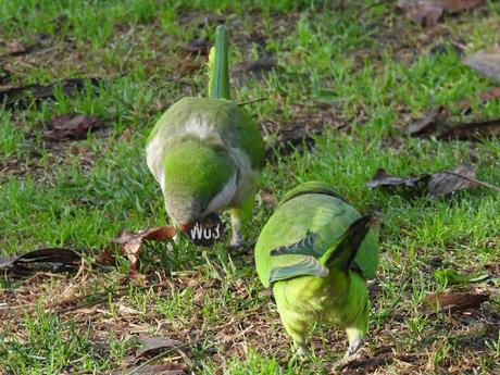 Cotorras argentina con medalla