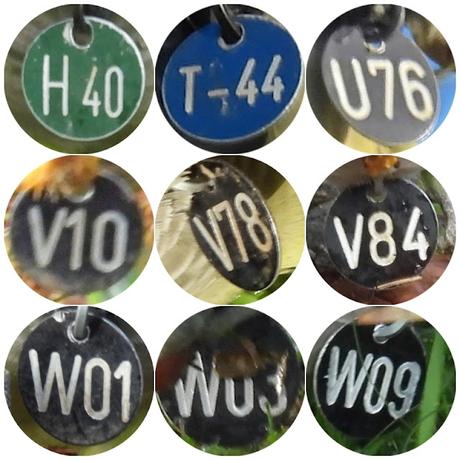 Cotorras argentina con medalla