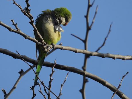 Cotorras argentina con medalla