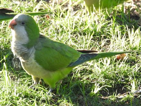 Cotorras argentina con medalla