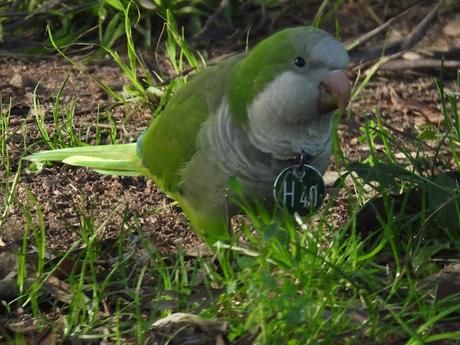 Cotorras argentina con medalla