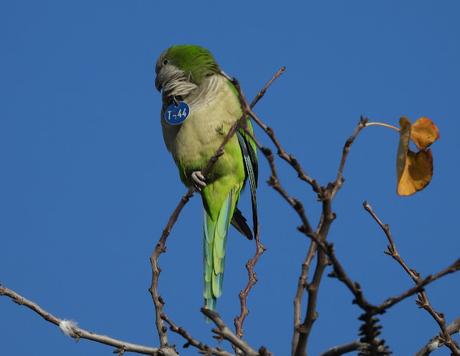 Cotorras argentina con medalla