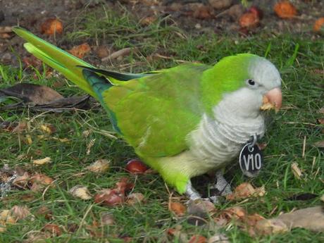 Cotorras argentina con medalla
