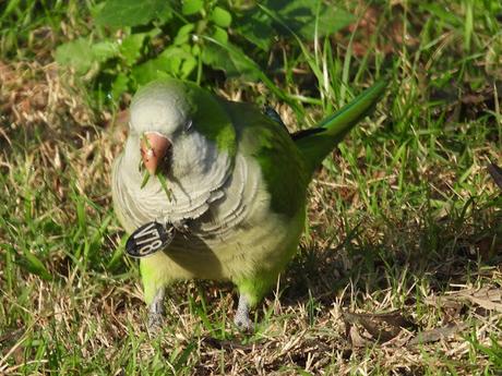 Cotorras argentina con medalla
