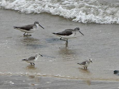 Excelente acogida en la ruta ornitológica 'As aves do inverno' por el estuario del Miño Excelente acogida en la ruta ornitológica 'As aves do inverno' por el estuario del Miño