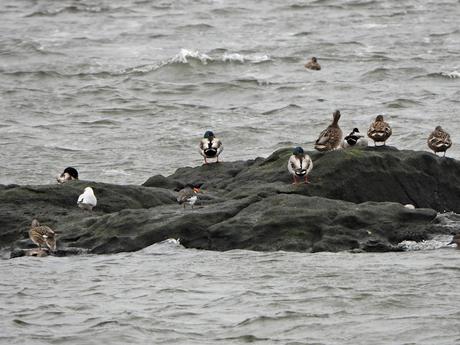 Excelente acogida en la ruta ornitológica 'As aves do inverno' por el estuario del Miño Excelente acogida en la ruta ornitológica 'As aves do inverno' por el estuario del Miño