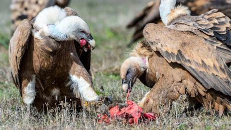 ¿Qué es un muladar?