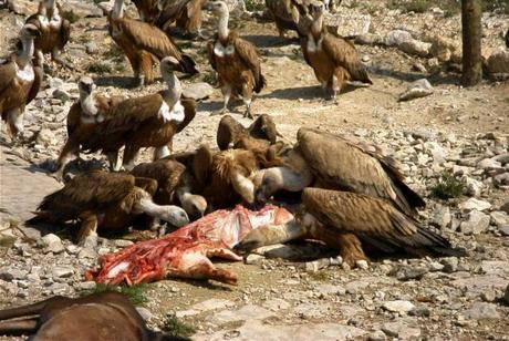 ¿Qué es un muladar?