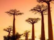 avenida Baobabs: paseo entre gigantes espigados