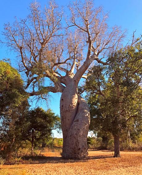 La avenida de los Baobabs: un paseo entre gigantes espigados