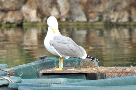 Patiamarillas PXSC y PXRR