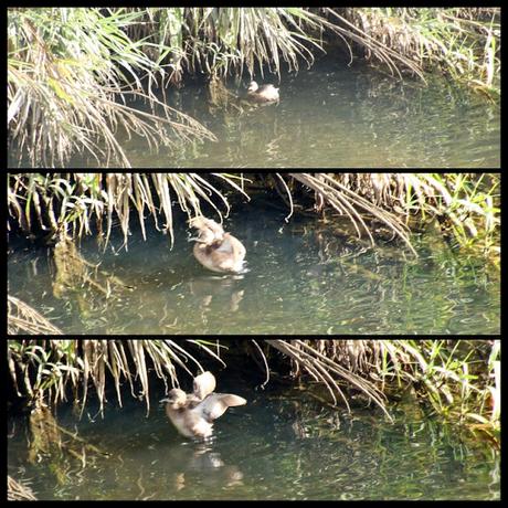 Zampullín en Sant Adrià
