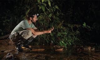 Dos nuevas especies de insectos son descubiertas en Ecuador