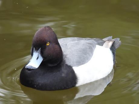 Porrón europeo x moñudo (híbrido) Aythya ferina x fuligula