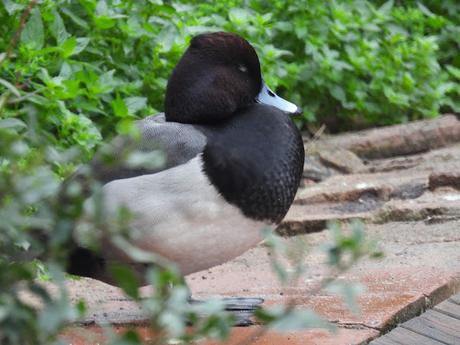 Porrón europeo x moñudo (híbrido) Aythya ferina x fuligula