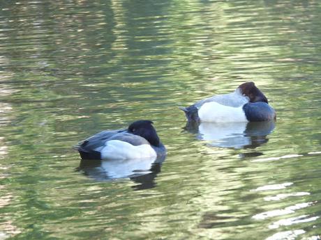 Porrón europeo x moñudo (híbrido) Aythya ferina x fuligula