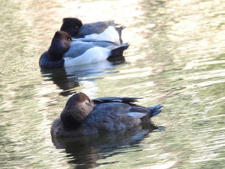 Porrón europeo x moñudo (híbrido) Aythya ferina x fuligula