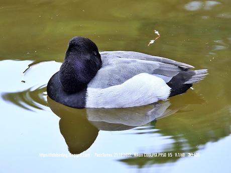 Porrones moñudos en el llac de la Torre Girona