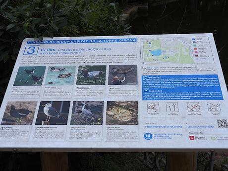 Porrones moñudos en el llac de la Torre Girona Porrones moñudos en el llac de la Torre Girona