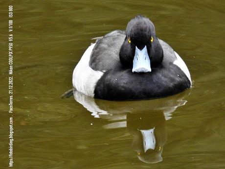 Porrones moñudos en el llac de la Torre Girona