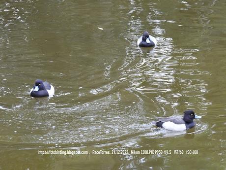 Porrones moñudos en el llac de la Torre Girona Porrones moñudos en el llac de la Torre Girona