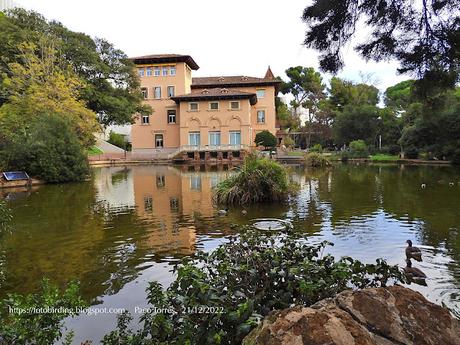 Porrones moñudos en el llac de la Torre Girona Porrones moñudos en el llac de la Torre Girona