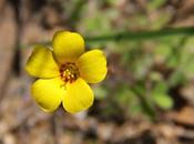 Vinagrillo amarillo (Oxalis perdicaria)