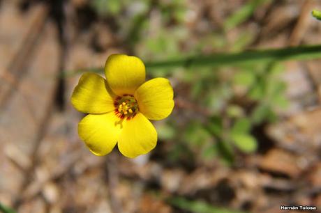 Vinagrillo amarillo (Oxalis perdicaria)