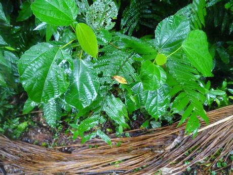 ARGENTINA: LAS CATARATAS DE IGUAZÚ ARGENTINA: LAS CATARATAS DE IGUAZÚ