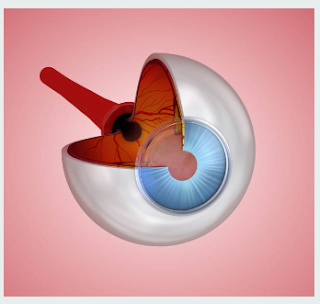 ¿qué hay dentro del ojo?