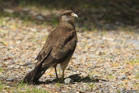 Parque Nacional Los Alerces (diciembre 2020)