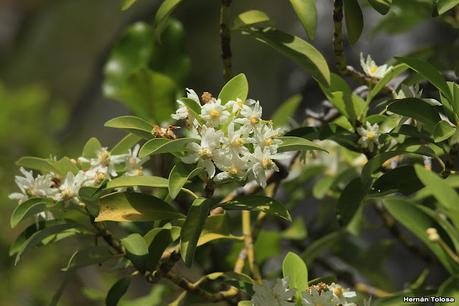 Parque Nacional Los Alerces (diciembre 2020)