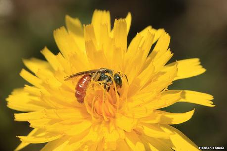 Parque Nacional Los Alerces (diciembre 2020)