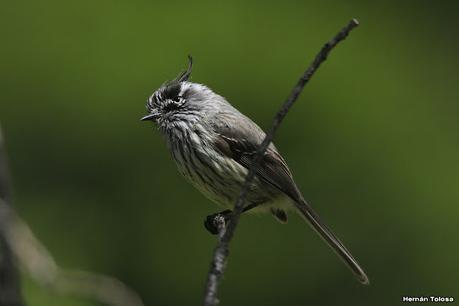 Parque Nacional Los Alerces (diciembre 2020)