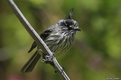 Parque Nacional Los Alerces (diciembre 2020)