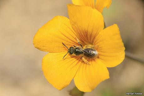 Parque Nacional Los Alerces (diciembre 2020)