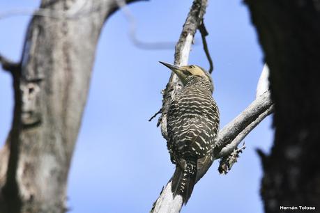 Parque Nacional Los Alerces (diciembre 2020)
