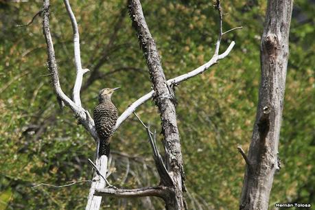 Parque Nacional Los Alerces (diciembre 2020)