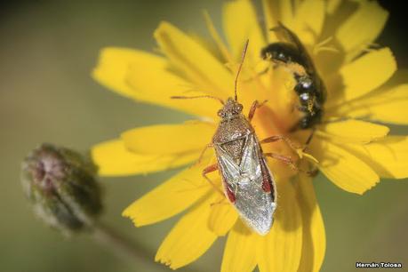 Parque Nacional Los Alerces (diciembre 2020)