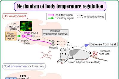 Identifican las neuronas que regulan la temperatura en mamiferos Identifican las neuronas que regulan la temperatura en mamiferos