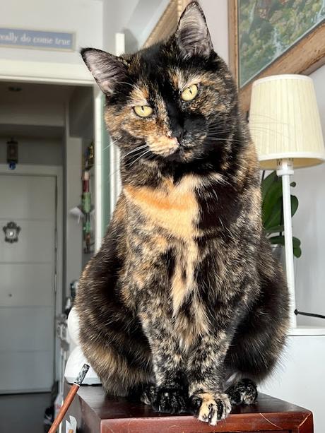 FELICES 9, CAMDEN !!! FELICES 9, CAMDEN !!!